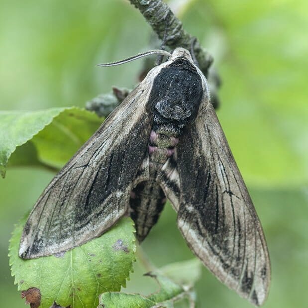 Hawkmoth Arts, The Hawkmoth